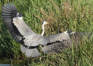 Grey Heron 
&copy; R�gis Poulet