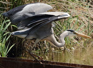 Grey Heron 
&copy; R�gis Poulet
