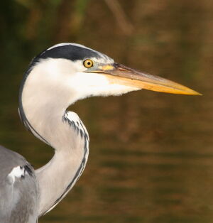Grey Heron 
&copy; R�gis Poulet
