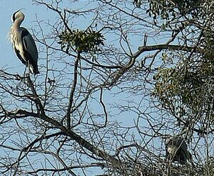 Grey Heron
