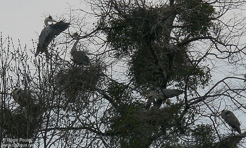 Grey Heron adult, Reproduction-nesting, Behaviour