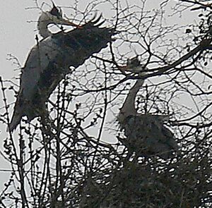 Grey Heron