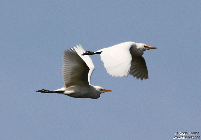 Western Cattle Egret, Flight