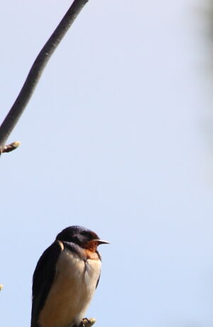 Barn Swallow