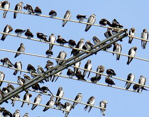 Brown-chested Martin
