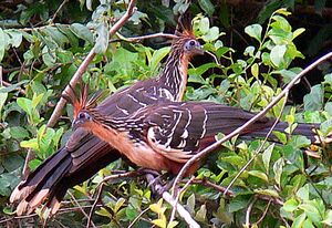 Hoatzin