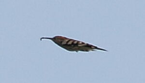 Eurasian Hoopoe