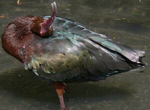 Puna Ibis