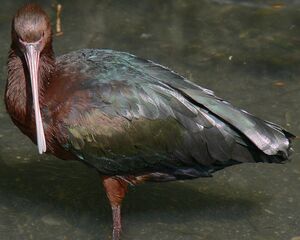 Puna Ibis