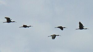 Ibis falcinelle 
&copy; R�gis Poulet