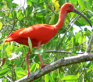 Scarlet Ibis