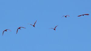 Ibis rouge
