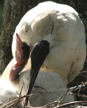 Ibis sacr�