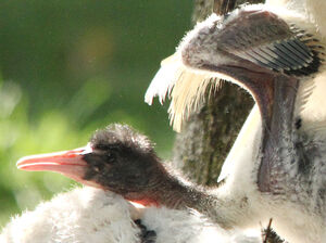 Ibis sacr�