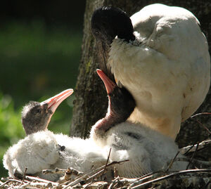 Ibis sacr�