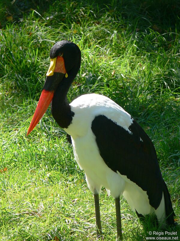 Saddle-billed Stork male adult