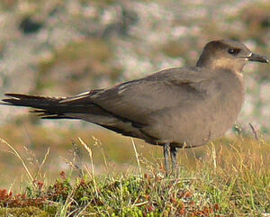 Parasitic Jaeger 
&copy; R�gis Poulet