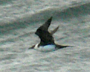 Pomarine Skua