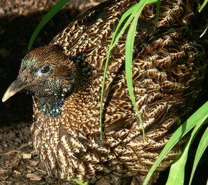Himalayan Monal