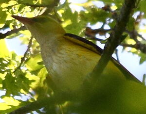 Eurasian Golden Oriole