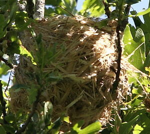 Eurasian Golden Oriole
