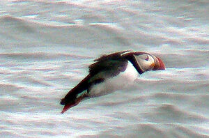 Atlantic Puffin
