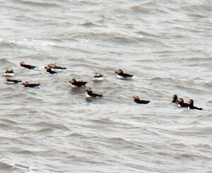 Atlantic Puffin