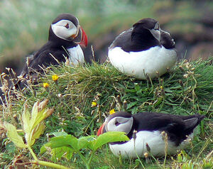 Atlantic Puffin