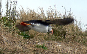 Atlantic Puffin