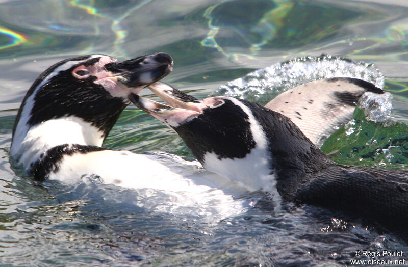 Humboldt Penguin, Behaviour