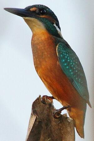Common Kingfisher 
&copy; R�gis Poulet