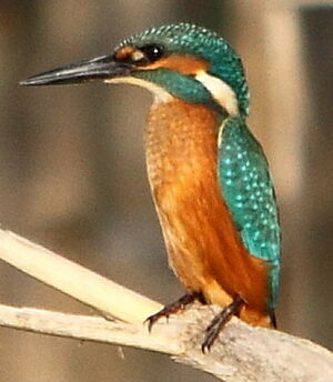 Common Kingfisher 
&copy; R�gis Poulet