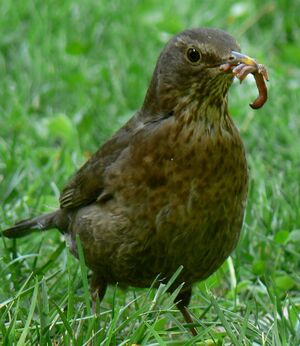 Merle noir 
&copy; R�gis Poulet
