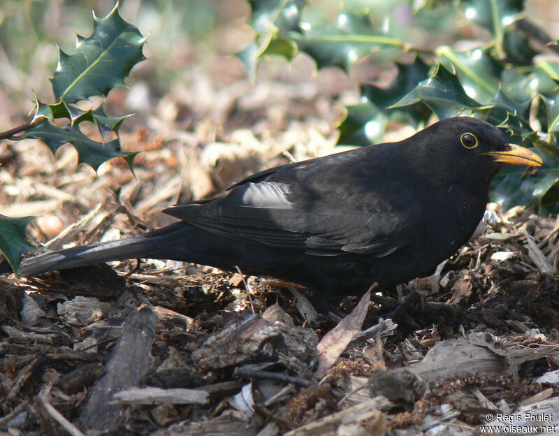 Common Blackbird male adult, identification