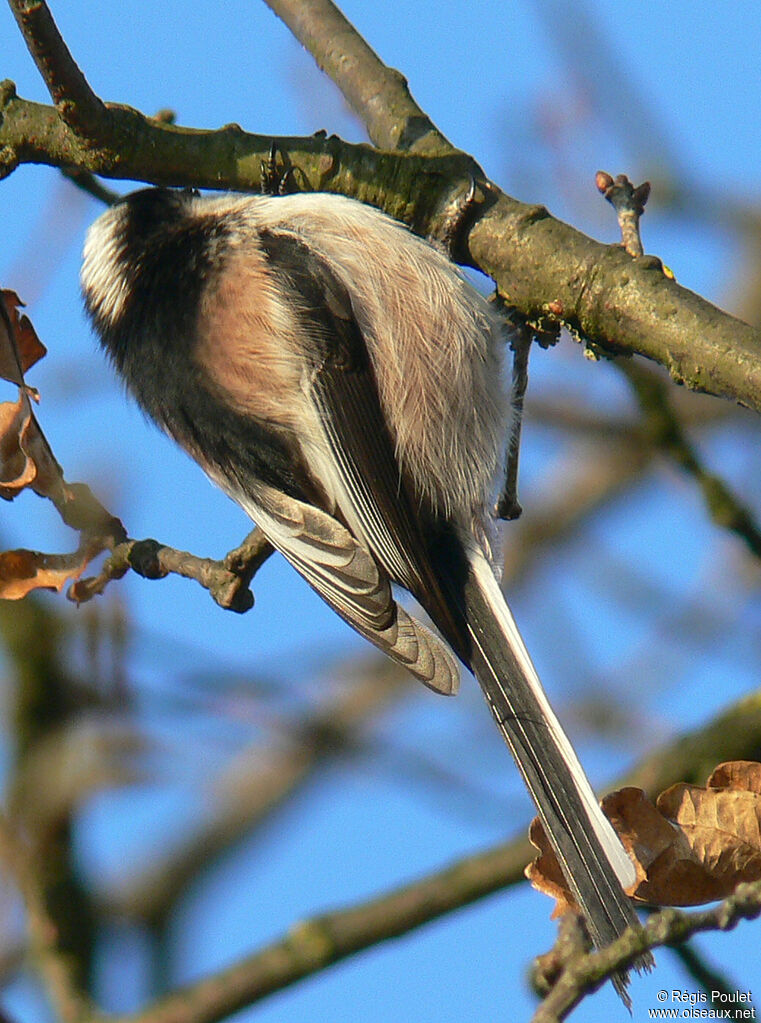 Mésange à longue queue - Aegithalos caudatus