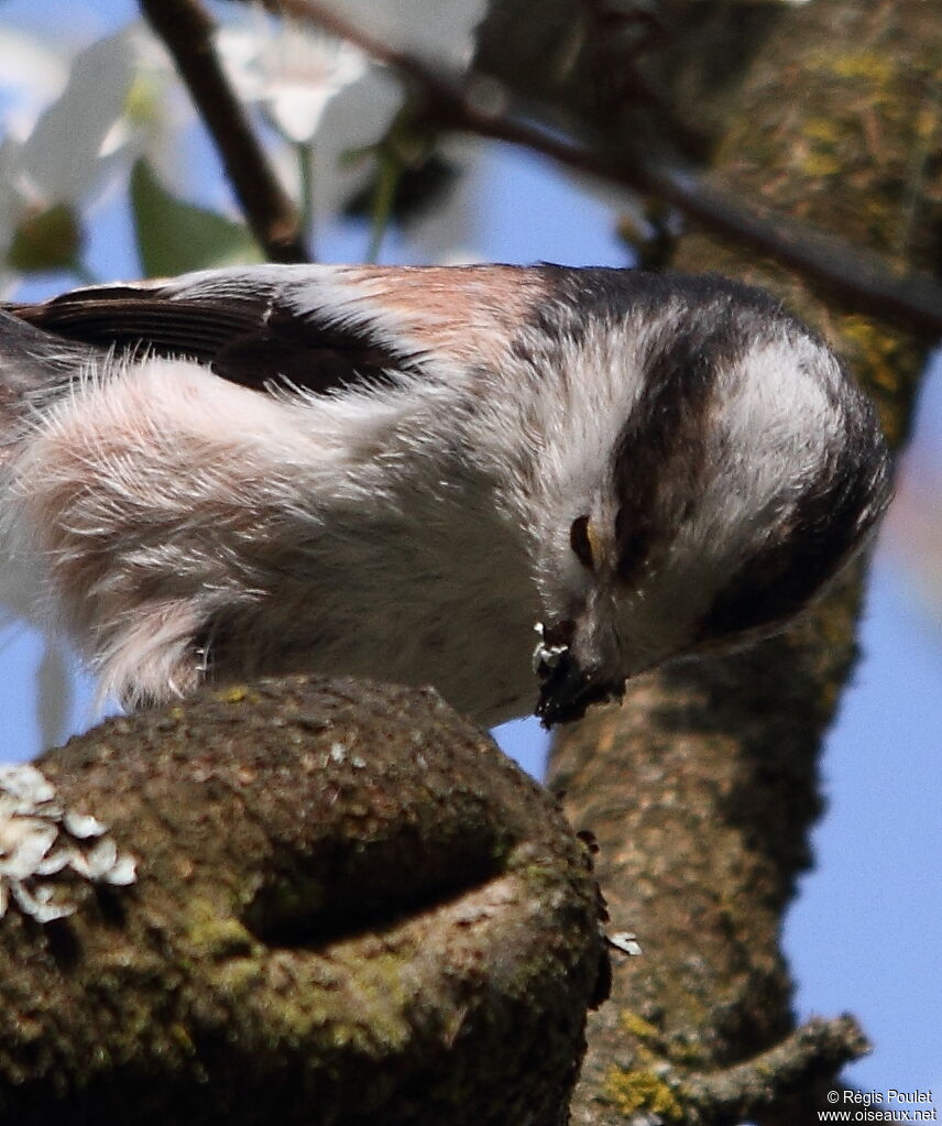 Mésange à longue queue - Aegithalos caudatus