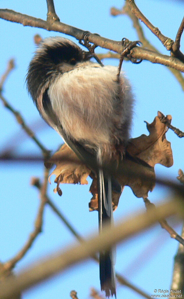 Mésange à longue queue - Aegithalos caudatus