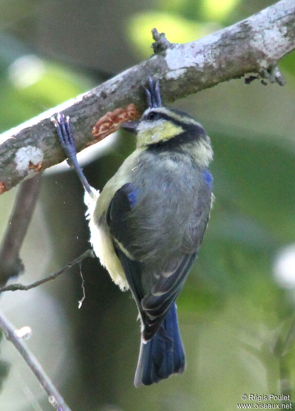 Eurasian Blue Tit female adult, feeding habits