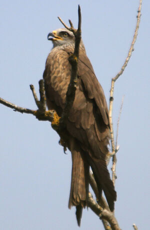 Black Kite 
&copy; R�gis Poulet