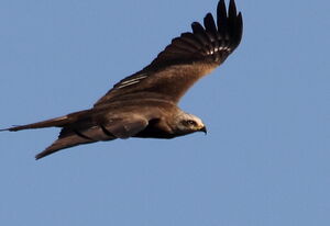 Black Kite 
&copy; R�gis Poulet