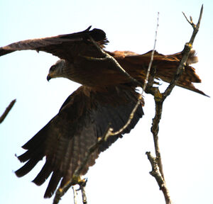 Black Kite 
&copy; R�gis Poulet