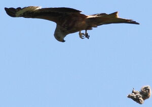 Red Kite