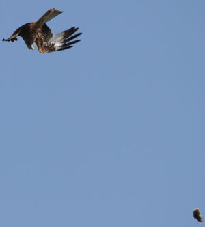 Red Kite