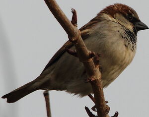 House Sparrow