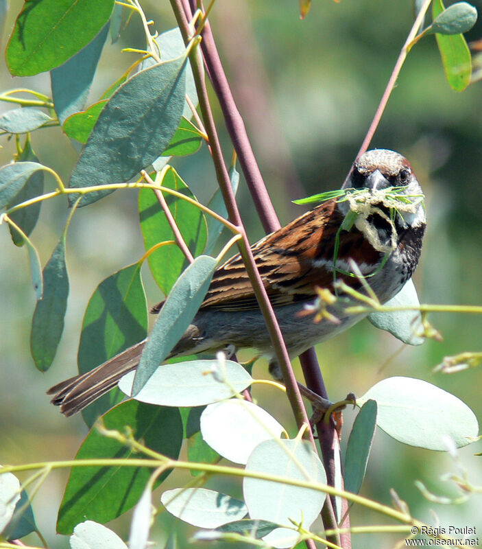 House Sparrow male adult, identification, Behaviour
