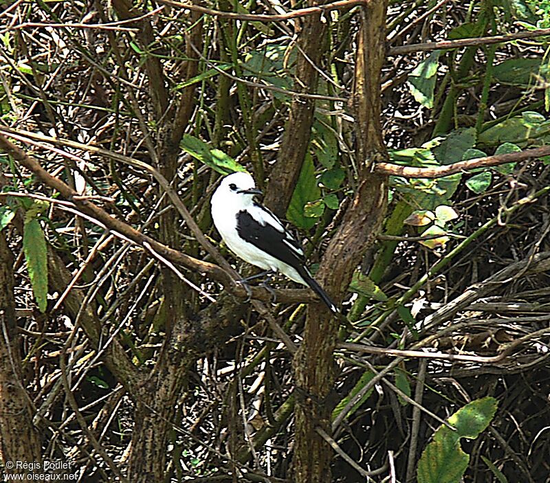 Pied Water Tyrant male adult