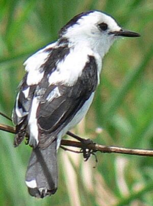 Pied Water Tyrant