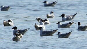 Mouette m�lanoc�phale
