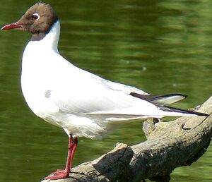 Mouette rieuse