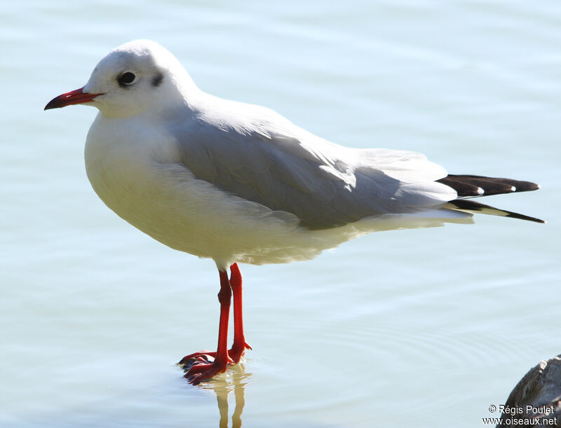 Mouette rieuse, identification